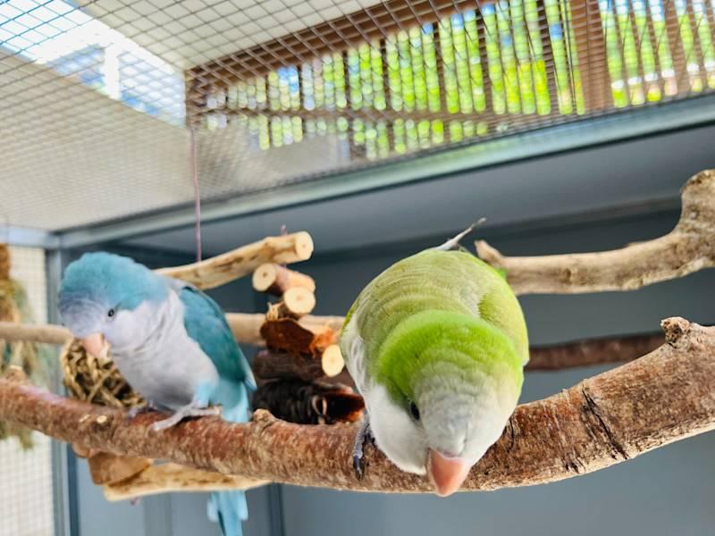Quaker Pair for Sale or Swap (comes with transport cage and nesting box)