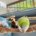 Quaker Pair for Sale or Swap (comes with transport cage and nesting box)