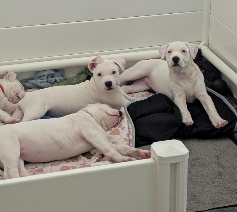 American Bulldogs