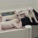 American Bulldogs
