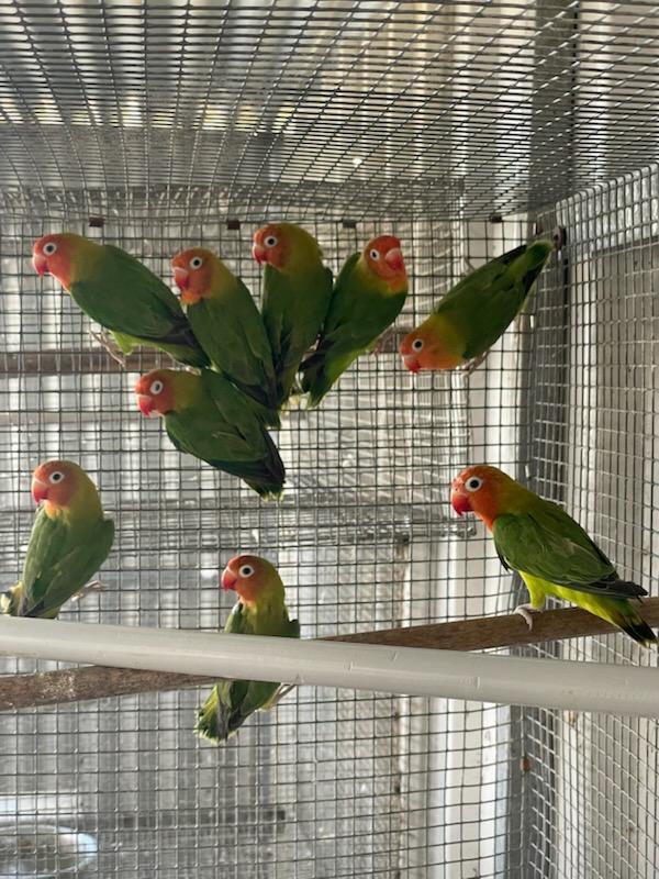 Nyasa love birds
