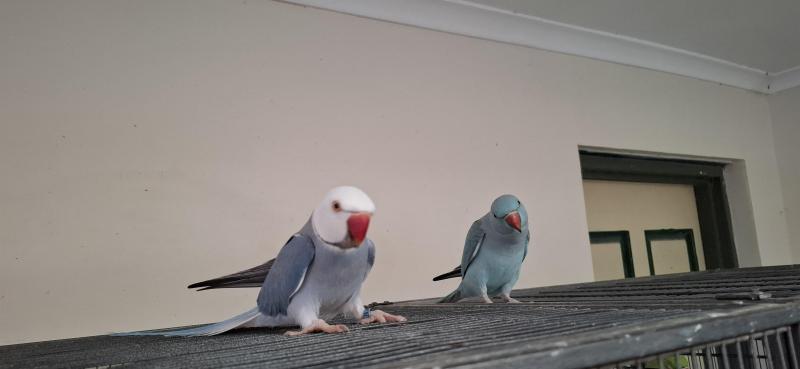 Indian ringnecks