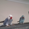 Indian ringnecks