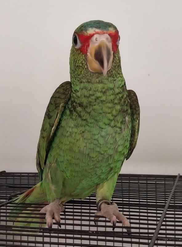 White Fronted Amazon hen