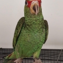 White Fronted Amazon hen
