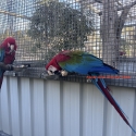 Green Winged Macaws Breeding Pair