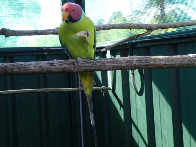 Plum Head Parrot (cock)