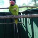 Plum Head Parrot (cock)