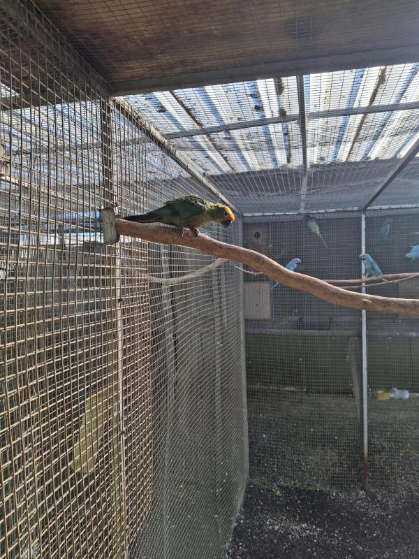 Downs Bird Breeders association Bird sale 23rd of August