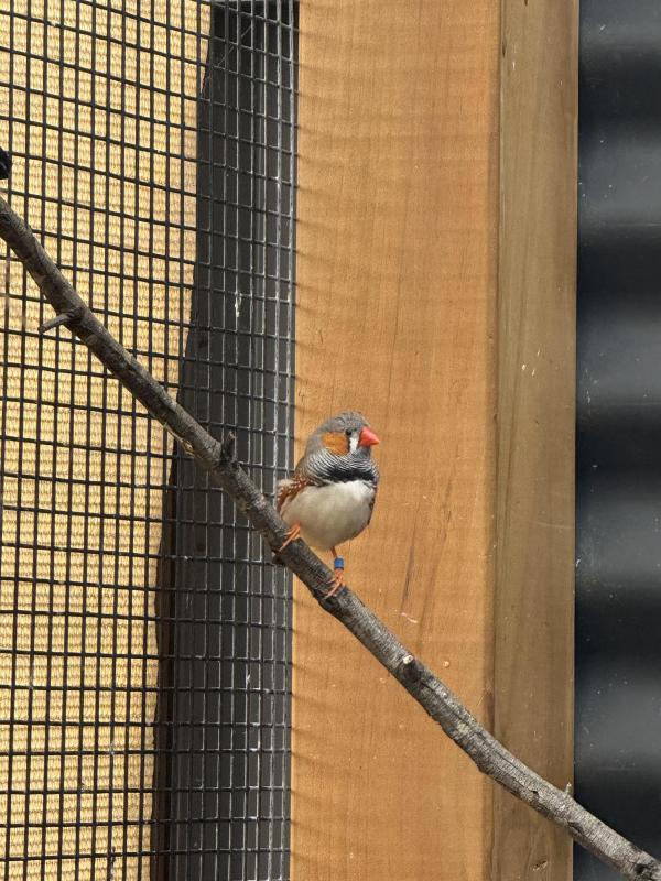 Pure normal wild type zebra finches