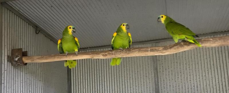Blue fronted Amazons