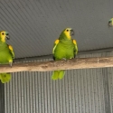 Blue fronted Amazons