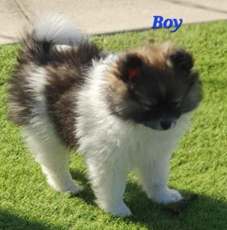 Pomeranian puppies