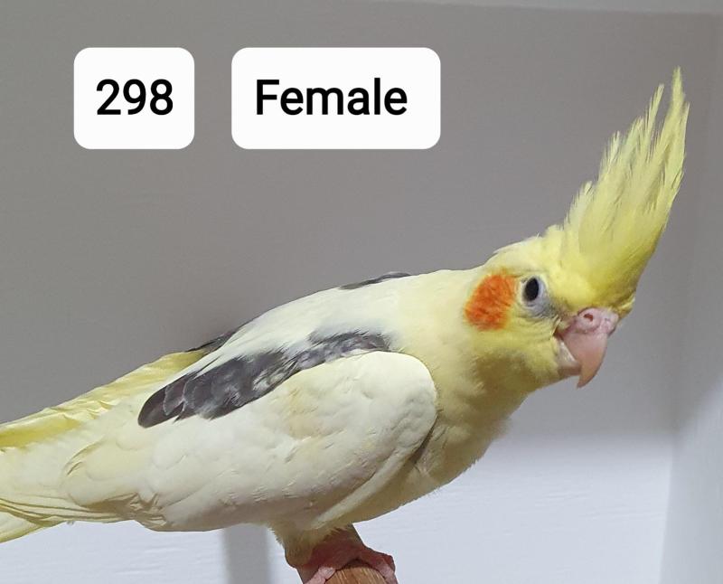 Handraised cockatiels