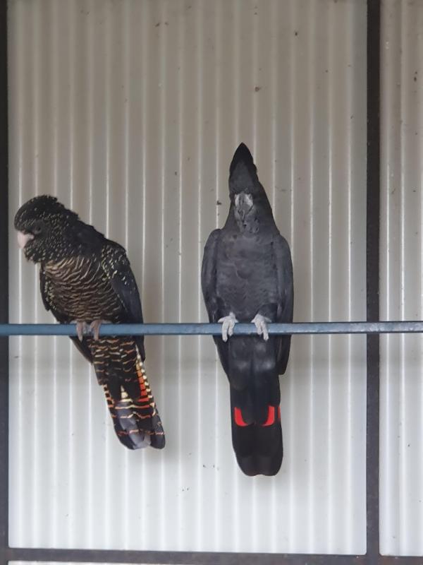 BLACK COCKYS FORSALE