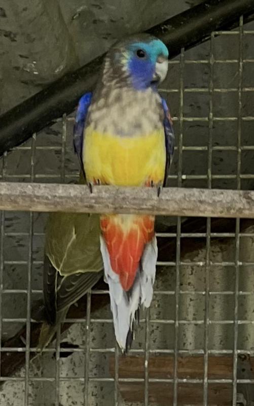 Naretha bluebonnet male