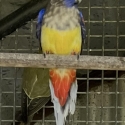 Naretha bluebonnet male
