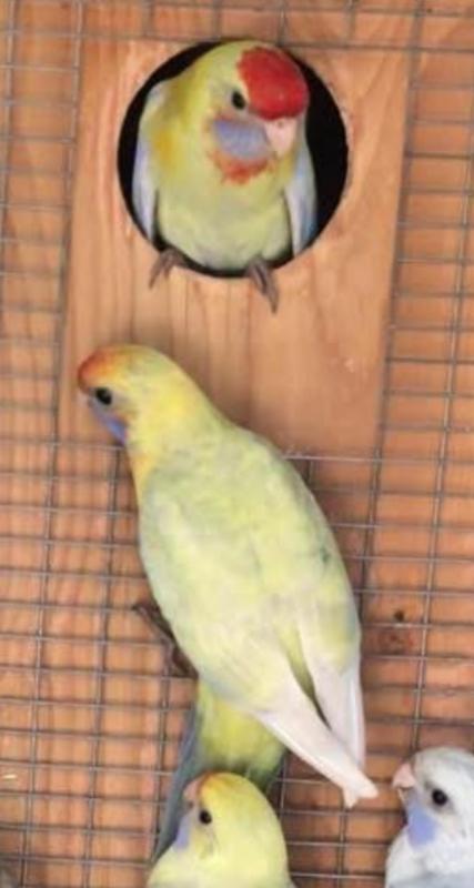 Wanted Rosella Mutation