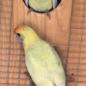 Wanted Rosella Mutation