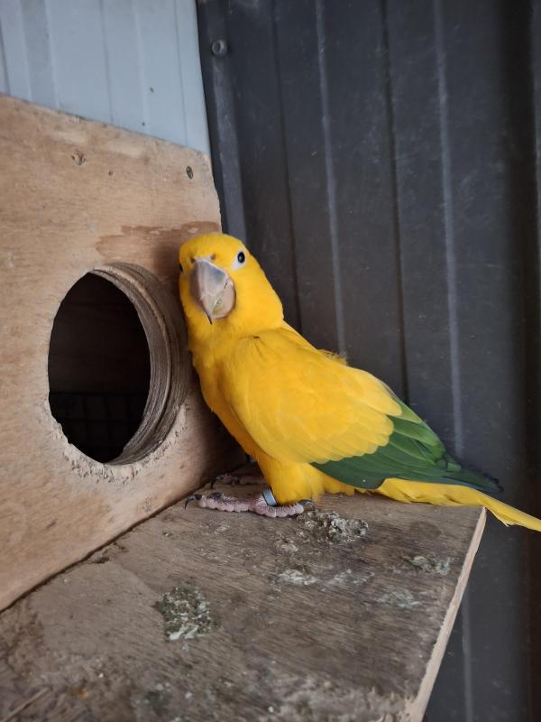 Breeding pair Golden Conures