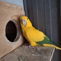 Breeding pair Golden Conures