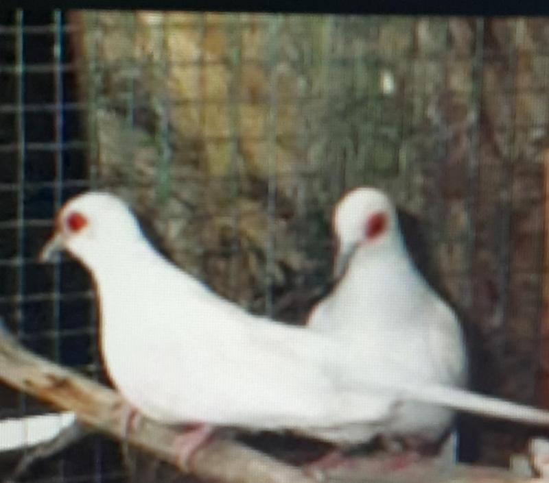 WANTED Diamond Doves in White / Pied