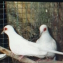 WANTED Diamond Doves in White / Pied