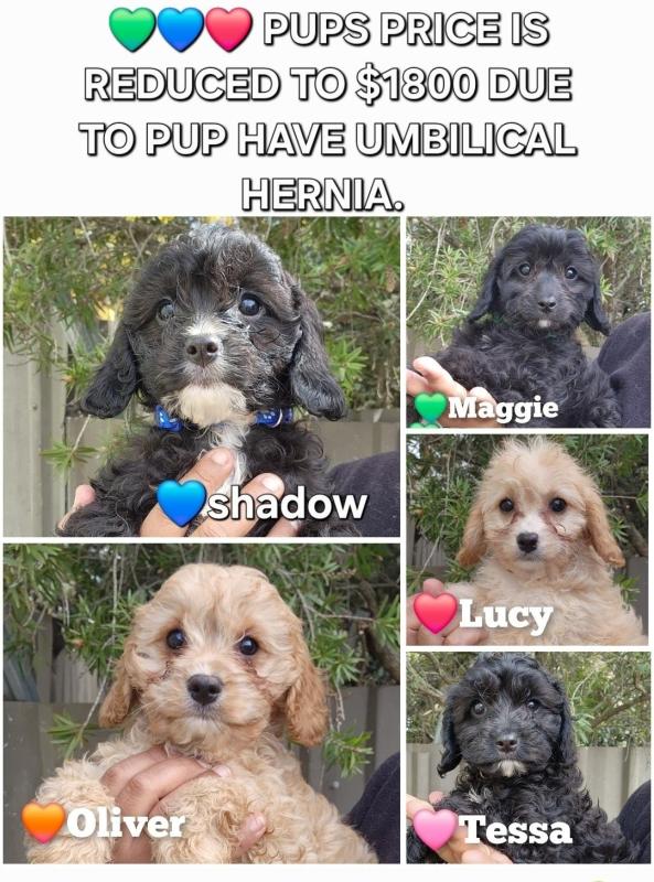 1st Gen Toy Cavoodle