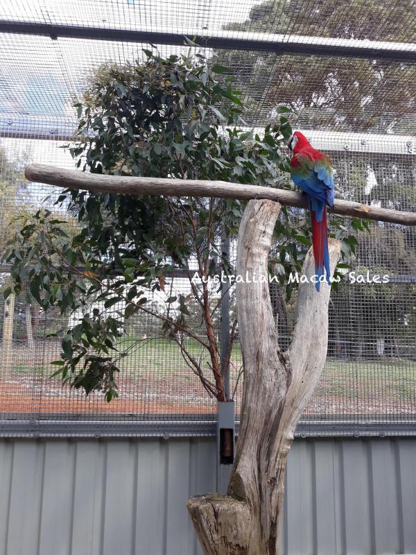 Green Winged Macaw - Bonded Pair for sale