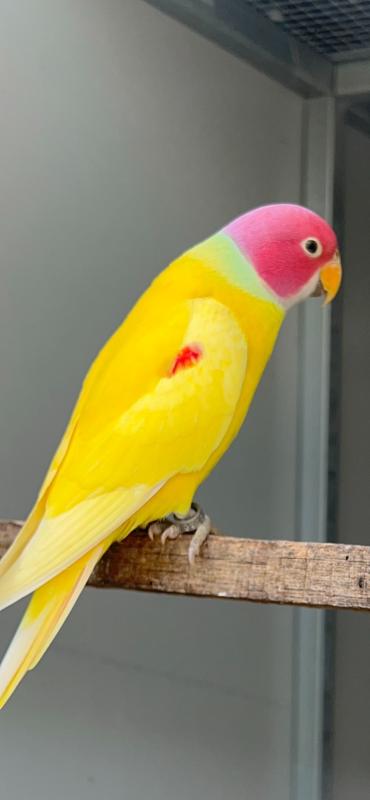 SOLD Dilute Plumheads Pairs SOLD One Coloured Cock Available Only