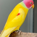 SOLD Dilute Plumheads Pairs SOLD One Coloured Cock Available Only