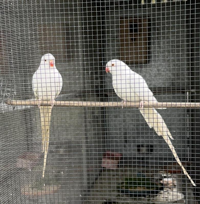 White lime princess parrot