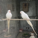 White lime princess parrot