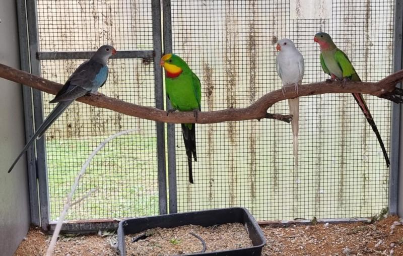 Princess Parrot Pairs