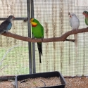 Princess Parrot Pairs