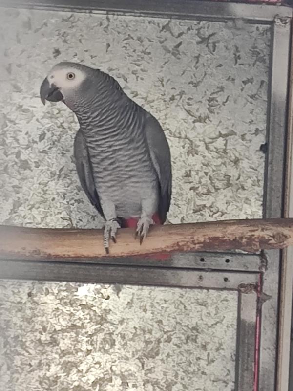 Rising 3yr African Grey Hen