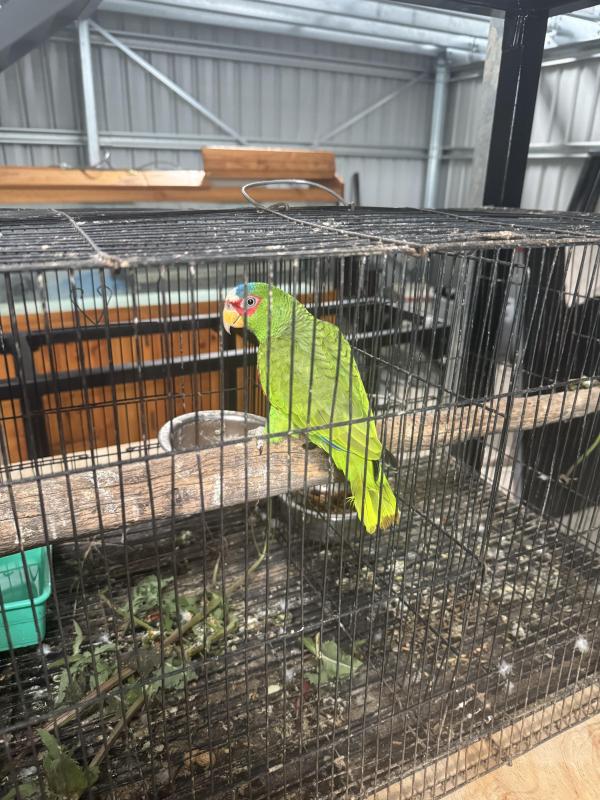 Mature male white fronted Amazon & pied hen sun conure
