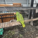 Mature male white fronted Amazon & pied hen sun conure