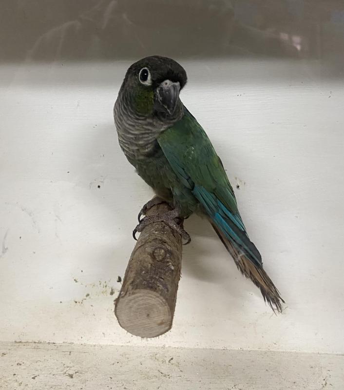 Turquoise Blue Green Cheek hen