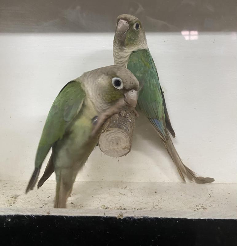 Blue Pineapple Green Cheek Conures