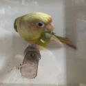 Fallow Maroon Belly cocks