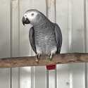 3 YR OLD AFRICAN GREY COCK