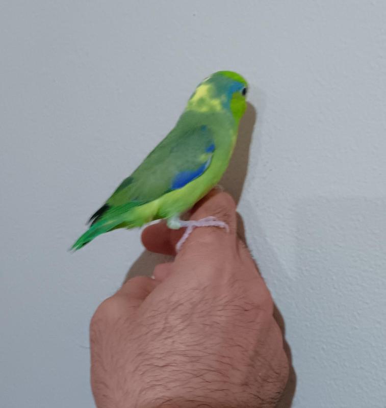 Baby parrotlet hand raised. 8 weeks old.