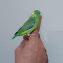 Baby parrotlet hand raised. 8 weeks old.