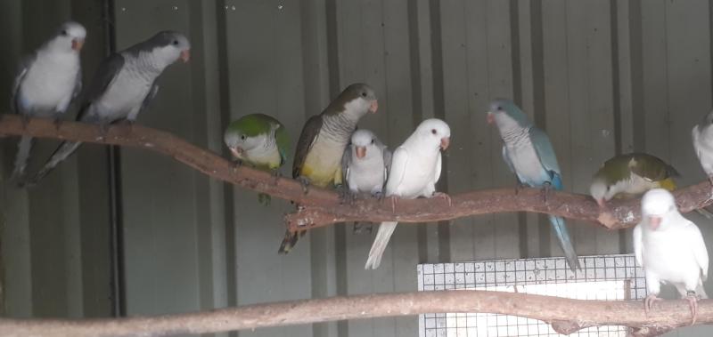 Mutation Quakers