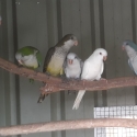 Mutation Quakers
