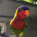 Exotic Lories (will swap)