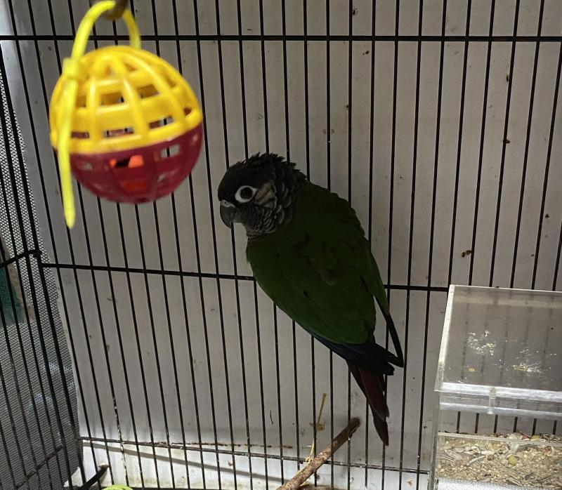 Pearly Conure