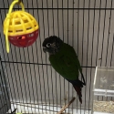 Pearly Conure