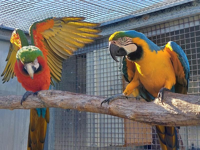 Harlequin hen blue and gold cock open to swap